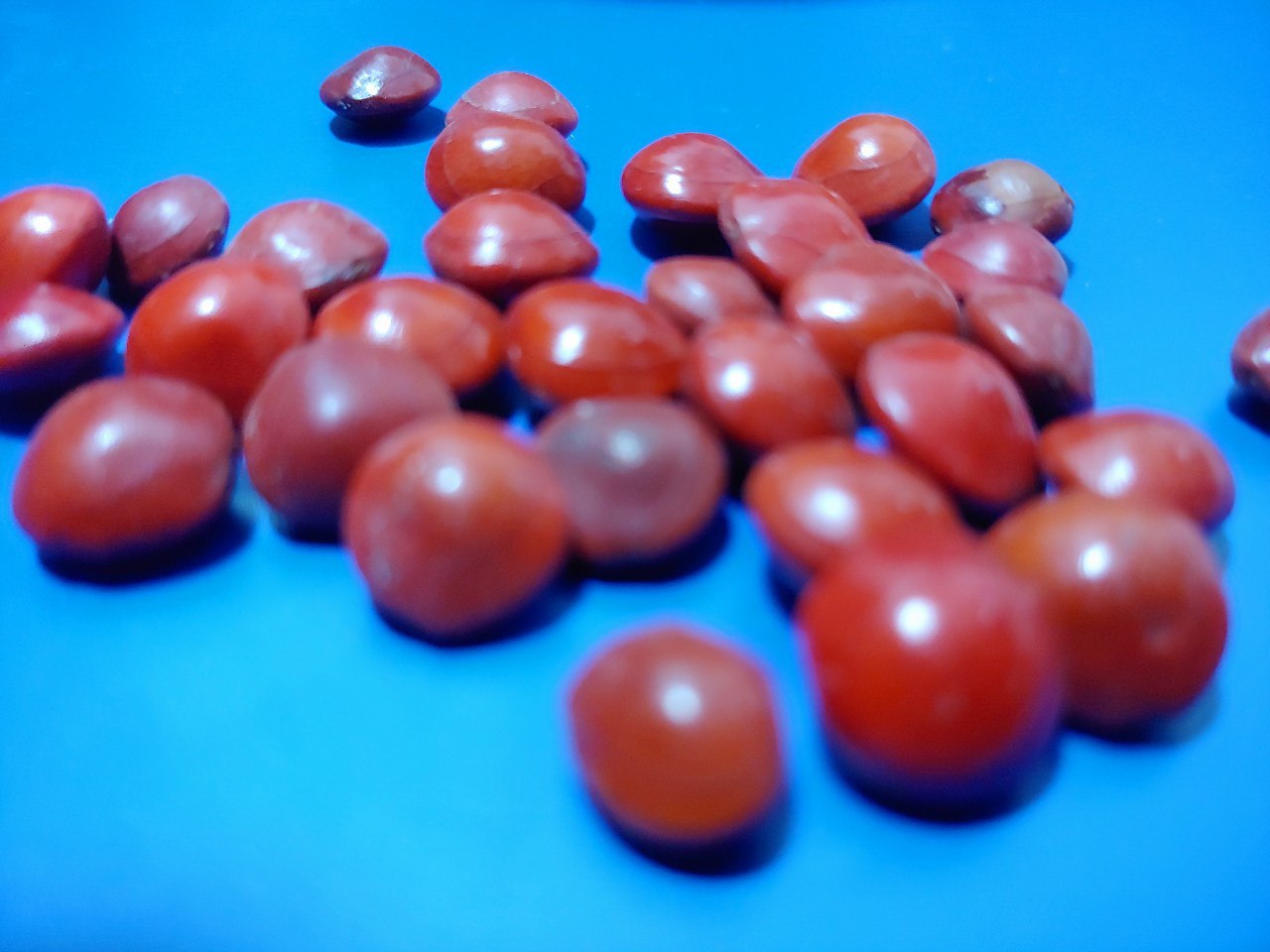Shiny red seeds